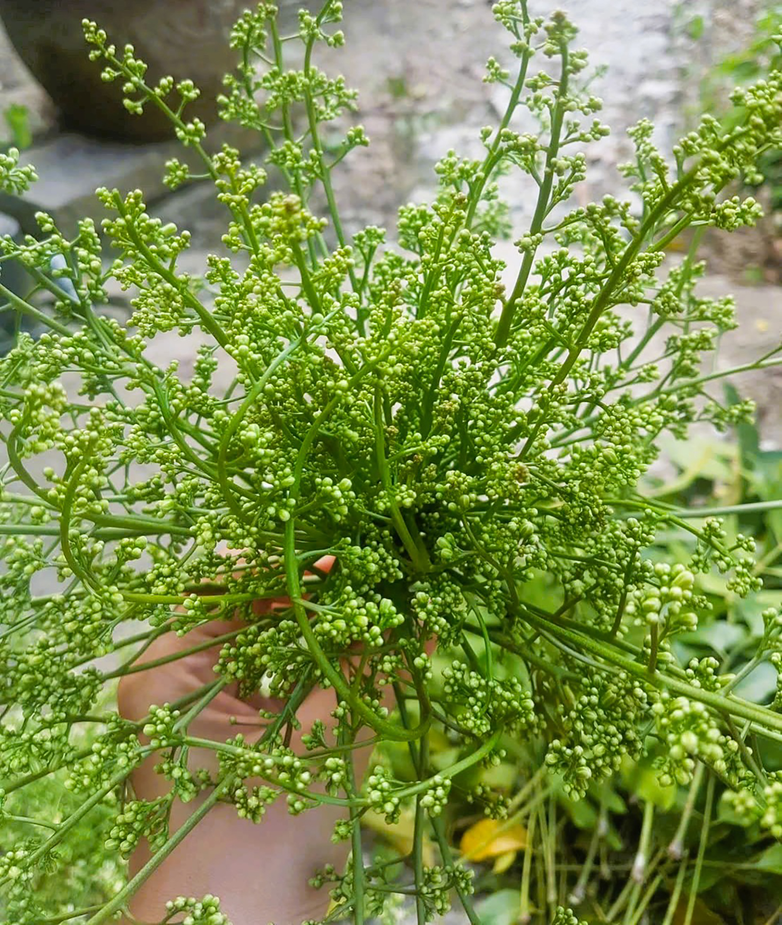 Sầu đâu - đắng đầu môi, ngọt tình quê An Giang