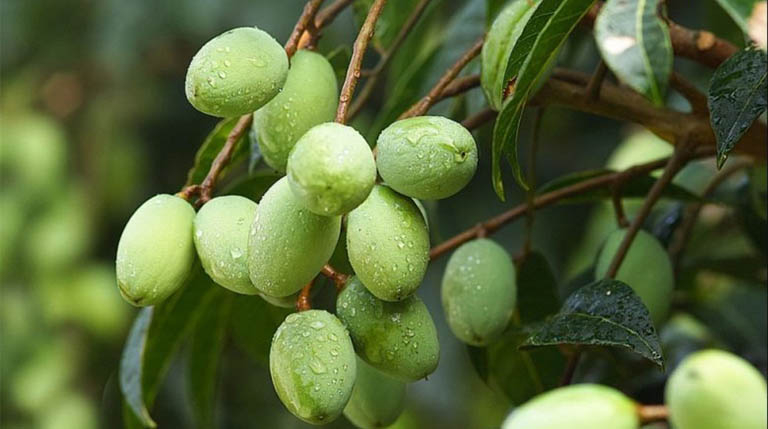 Thơm bùi vị trám kho 