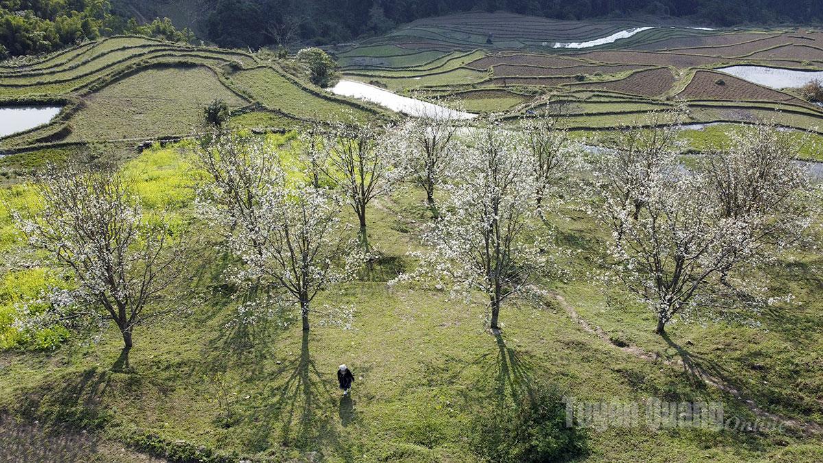 Về miền hoa lê - Tuyên Quang