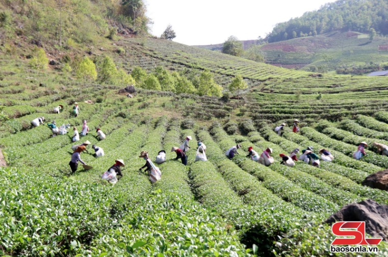 Khám phá du lịch Bình Thuận - Sơn La