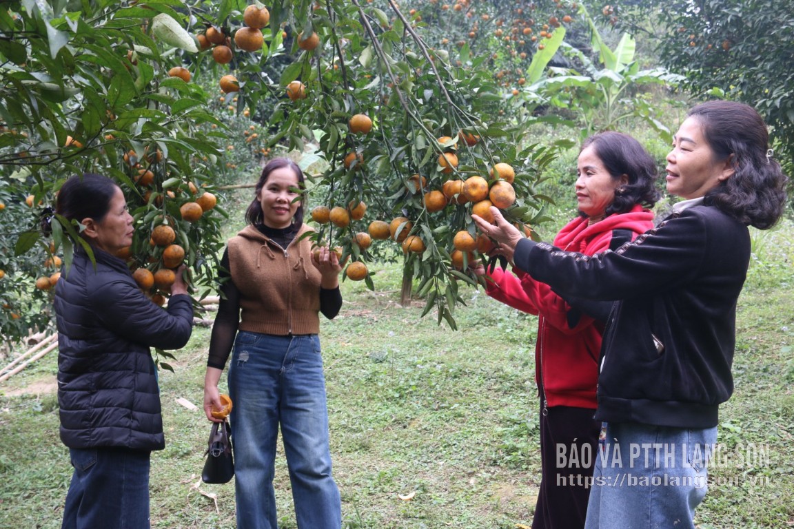 Lạng Sơn: Thành công từ quýt kết hợp du lịch