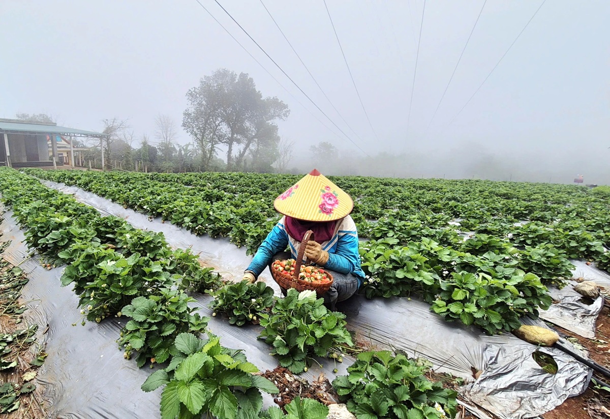 Quảng Trị: Phát triển mô hình trồng dâu tây gắn với du lịch trải nghiệm