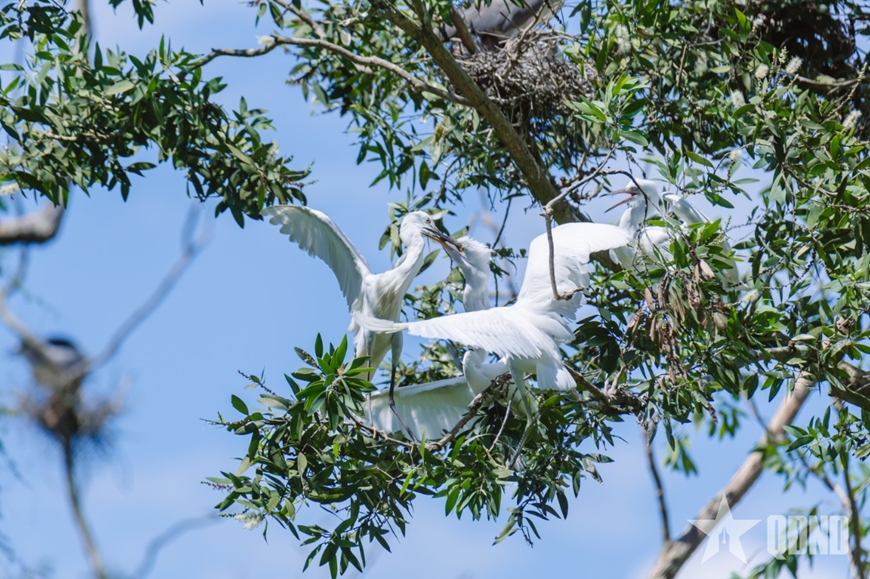 An Giang: Rừng tràm Trà Sư - điểm du lịch sinh thái hấp dẫn