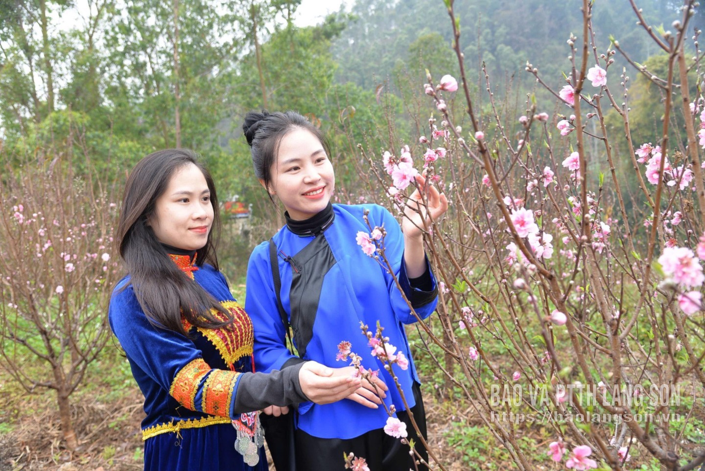 Sắc đào xứ Lạng - kết nối muôn phương