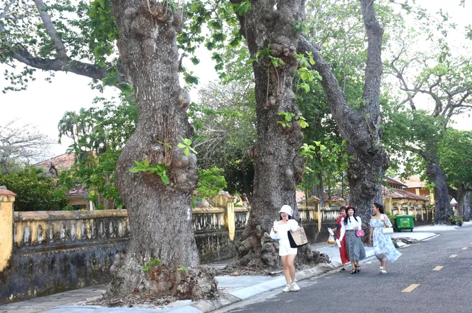 Theo dấu “Cây di sản” ở Đặc khu Côn Đảo - TPHCM