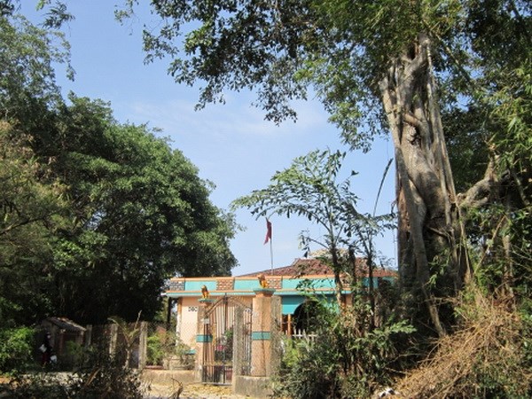 Hai cây đa cổ thụ ở Bến Tre được công nhận là cây di sản Việt Nam