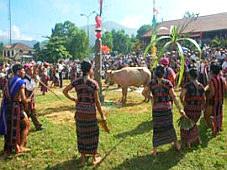 Quảng Nam: Lễ hội “Mừng lúa mới”