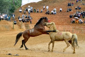 Hàng ngàn người xem đấu ngựa tại Tuyên Quang
