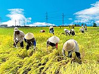 Festival lúa gạo đầu tiên của Việt Nam thu hút 200 đơn vị