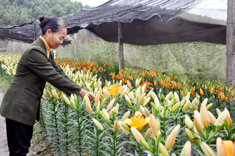 Quảng Ninh: Đặc sắc Hội hoa Xuân Hoành Bồ 