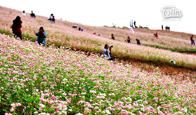 Lào Cai sẽ có sản phẩm du lịch theo mùa hoa
