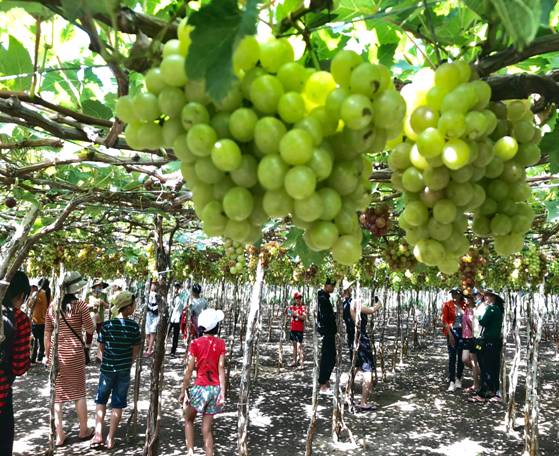 Ninh Thuận: Sẵn sàng cho Hội nghị xúc tiến, quảng bá du lịch 2018 tại TP. Hồ Chí Minh 