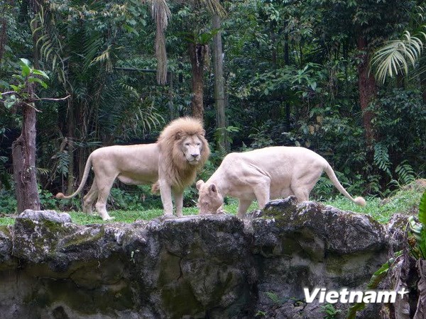 Singapore Zoo được bình chọn là vườn thú đẹp nhất châu Á