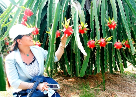 Bình Thuận: Khảo sát tour trải nghiệm hoạt động sản xuất thanh long
