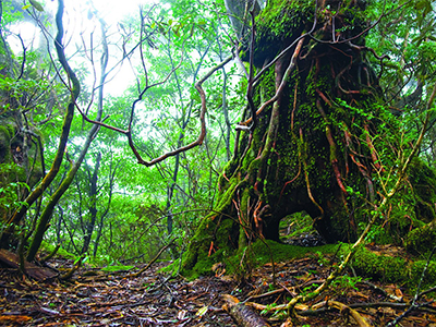 Khám phá vẻ đẹp huyền bí của Yakushima – Nhật Bản