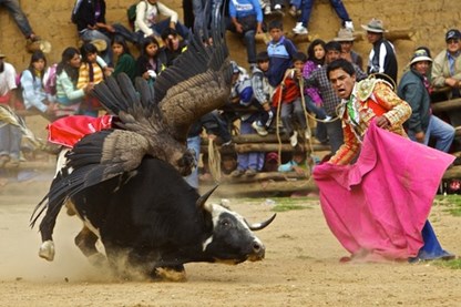 Độc đáo và hấp dẫn lễ hội Yawar ở Peru