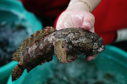 Cá mao ếch – đặc sản ở Cần Giờ