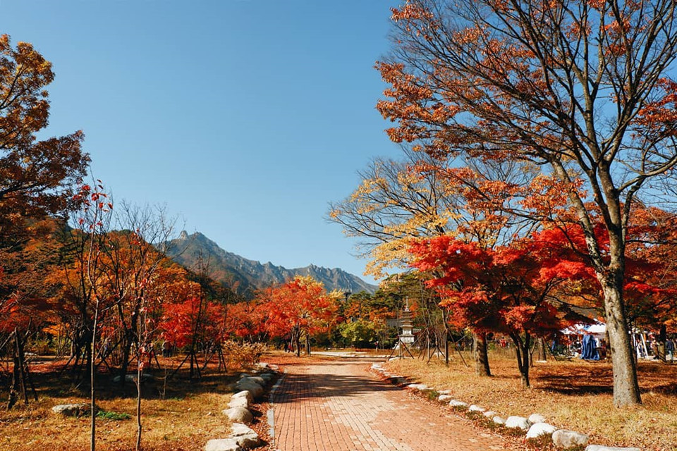 Ngắm mùa lá đỏ Hàn Quốc tuyệt đẹp dịp thu về