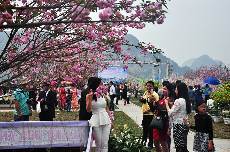 Lễ hội Hoa Anh đào – Mai vàng Yên Tử, Hạ Long 2016 đón khoảng 70.000 lượt khách đến thưởng ngoạn