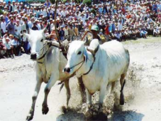 Lễ hội đua bò Bảy Núi An Giang sẽ được sân khấu hóa phục vụ Đại lễ 1.000 năm Thăng Long - Hà Nội 