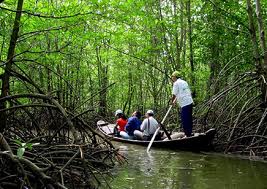 TP Hồ Chí Minh tổ chức triển lãm ảnh về rừng ngập mặn Cần Giờ