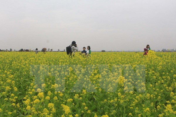 Thanh Hóa: Thu hút du khách nhờ cánh đồng hoa cải vàng 