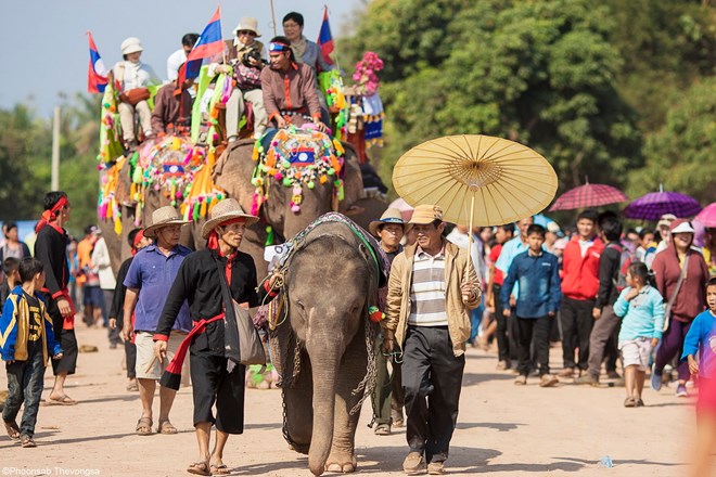 Lào chuẩn bị tổ chức Caravan Voi quy mô lớn trong năm 2015