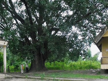 Đắk Lắk tổ chức lễ vinh danh cây bồ đề 132 năm tuổi ở trở thành cây Di sản Việt Nam