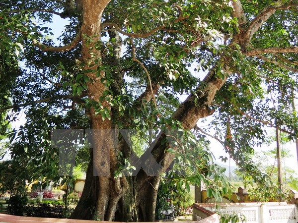 Hà Tĩnh tổ chức đón Bằng công nhận cây đa là cây di tích lịch sử văn hóa 