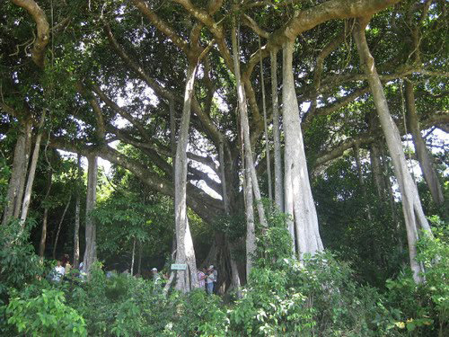 Cây đa tại đình Lâm Sơn (Quảng Ngãi) được công nhận là cây “Di sản Việt Nam”