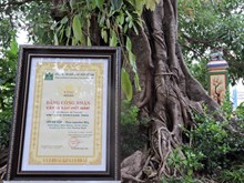 Quảng Ngãi: Hai cây đa cổ thụ trên đảo Lý Sơn được công nhận là cây di sản