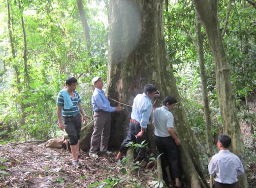 Công nhận Cây sấu cổ thụ tại rừng Trần Hưng Đạo (Cao Bằng) là di sản Việt Nam