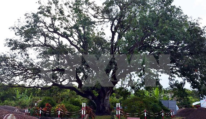 Bạc Liêu đón Bằng công nhận cây xoài cổ thụ 300 năm tuổi là Cây di sản