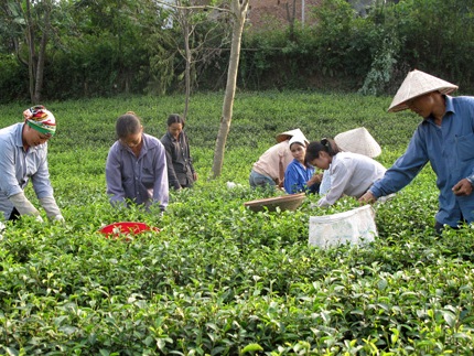 Thái Nguyên: Tổ chức lễ hội Trà Đại Từ lần thứ Nhất năm 2013