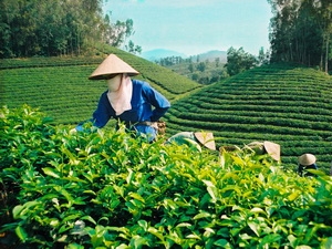 Lễ hội “Hương sắc trà Xuân-vùng chè đặc sản Tân Cương”