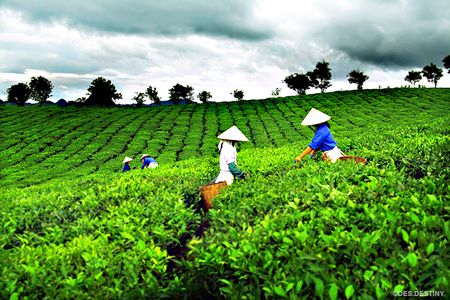 Thái Nguyên và hướng phát triển du lịch dựa vào đặc sản Trà