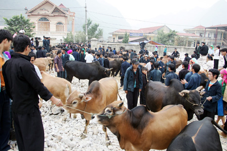 Độc đáo chợ bò Mèo Vạc, Hà Giang