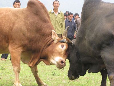 Hội chọi bò của người Mông Nghệ An
