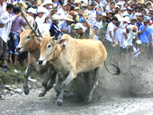 Chung cuộc lễ hội đua bò Bảy Núi lần thứ 18 tại An Giang