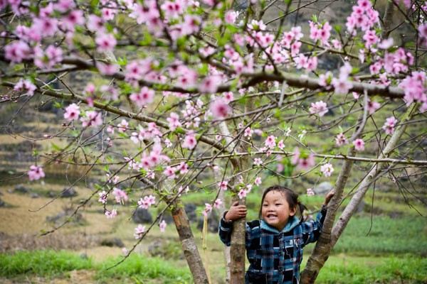 Về miền Tây Bắc nghe chuyện tình hoa ban