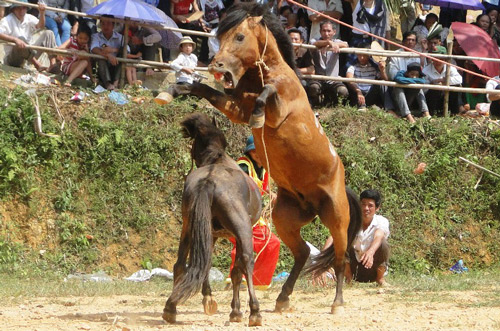 Độc đáo hội đấu ngựa ở Hà Giang 