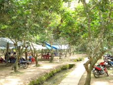 Du lịch sinh thái vườn và nét độc đáo của cây trái miệt vườn Tân Phú (Bến Tre)