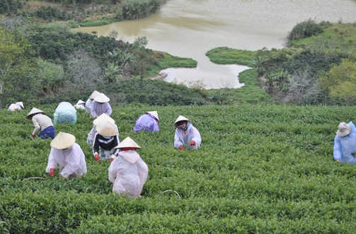 Đến Đà Lạt thăm thôn chè gần trăm tuổi