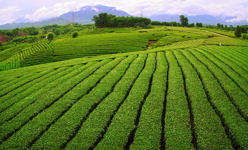 Quảng Long (Hải Hà – Quảng Ninh): Xây dựng vùng chè thành điểm du lịch cộng đồng