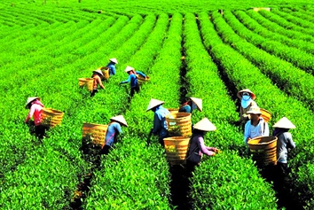Bảo Lộc - Thành phố của những đồi trà