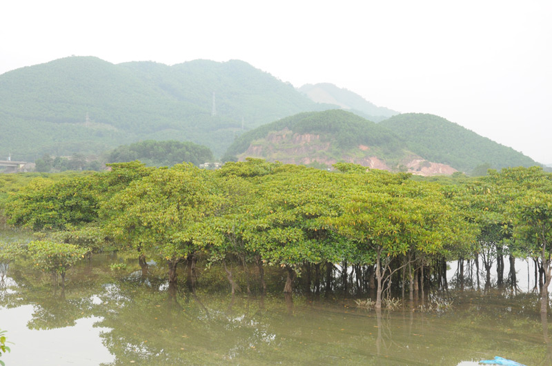 Đồng Rui (Quảng Ninh) hướng đến phát triển du lịch sinh thái 