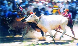  An Giang: Lễ hội đua bò truyền thống vùng Bảy Núi