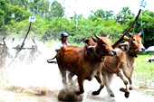 Đặc sắc lễ hội đua bò Bảy Núi (An Giang)