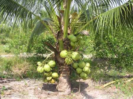 Đặc sản xứ dừa