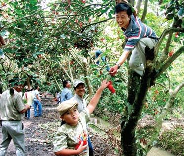 Những kinh nghiệm khi đi du lịch miệt vườn 